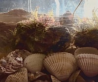 海藻付きの牡蠣