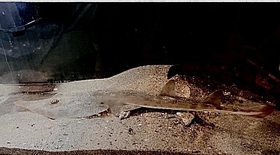 サカタザメ