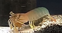ハナシャコ