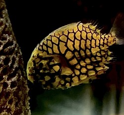 マツカサウオ