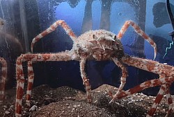 タカアシガニ