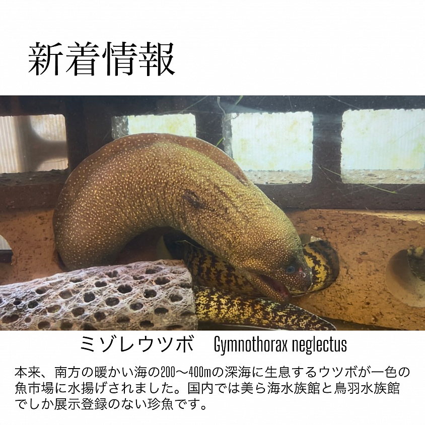 ミゾレウツボ