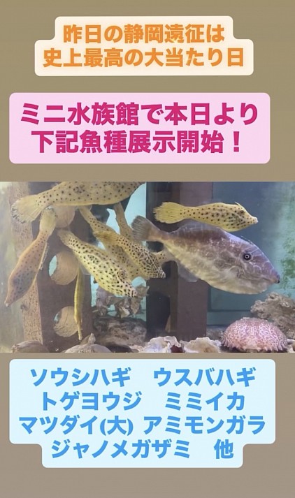 新着